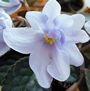 Фиалка Allegro Chicory Charm