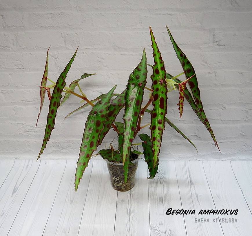  Begonia Amphioxus 