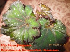 Бегония DS-Малефисента
