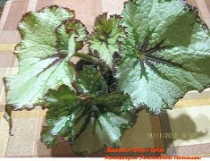Бегония Green Gold