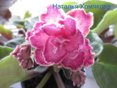 Фиалка Heart's Aflutter