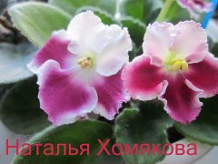 Фиалка Optimara Millenia