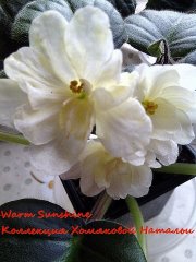Фиалка Warm Sunshine