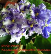 Фиалка Curly Ocean