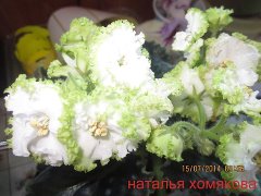 Фиалка Гриня