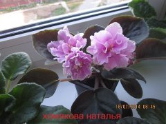 Фиалка Поэт Юрий Галь