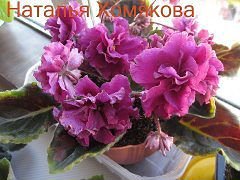 Фиалка Казачка