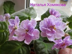 Фиалка Подвенечная