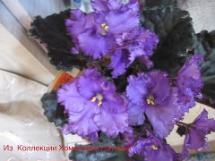 Фиалка Любимая Дочка