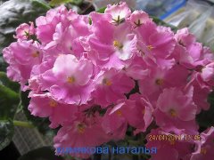Фиалка ПТ-Первое Свидание