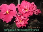 Фиалка ЯН-Нарядная