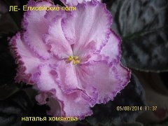 Фиалка ЛЕ-Елисейские Поля