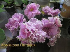 Фиалка ЛЕ-Королева Джиневра