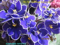 Фиалка ЛЕ-Прекрасная Креолка