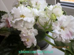 Фиалка РС-Ангелочек
