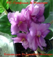 Фиалка РС-Графиня де Монсоро