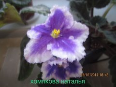 Фиалка РС-Диво Дивное