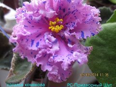Фиалка РС-Придворный Шут