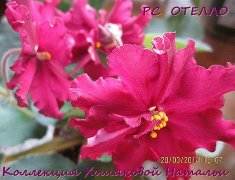Фиалка РС-Отелло