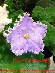 Фиалка РС-Вивальди