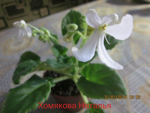  Lunar Lily White 