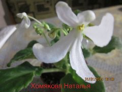 Фиалка Lunar Lily White