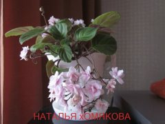 Фиалка Rob`s Vanilla Trail