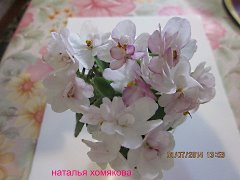 Фиалка СК-Яблоневый Сад