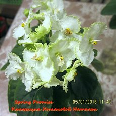 Фиалка Spring Promise