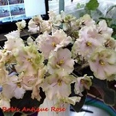 Фиалка Rob's Antique Rose