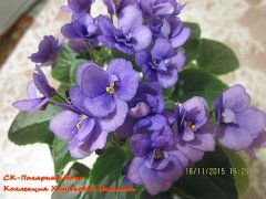 Фиалка СК-Полярная Ночь