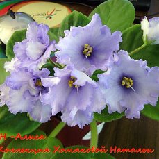 Фиалка Н-Алиса