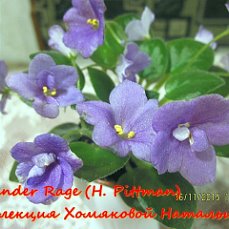 Фиалка Lavender Rage