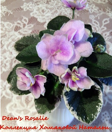  Dean's Rosalie 