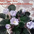 Фиалка Rob's Pewter Bells