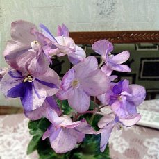 Фиалка Shirl's Pip Squeak