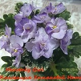 Фиалка Heavenly Girl