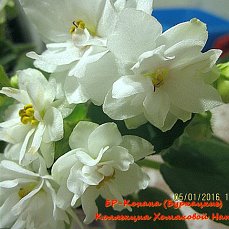 Фиалка БР-Кохана