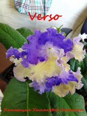  Verso
