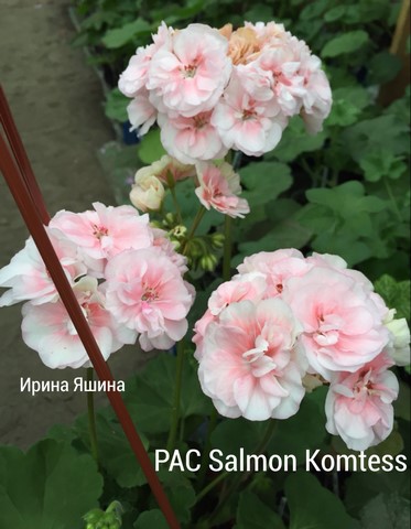  PAC Salmon Komtess 