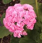  Swanland Pink / Australien Pink Rosebud
