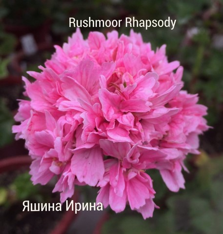  Rushmoor Rhapsody 