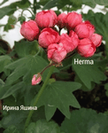  Herma