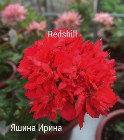  Redshill 