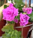 Пеларгония Mauve Beauty