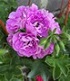 Пеларгония PAC Lilac