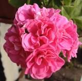 Пеларгония PAC Pink Sybil