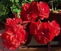 Пеларгония PAC Red Sybil