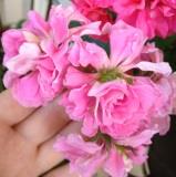 Пеларгония Pink Rosebud
