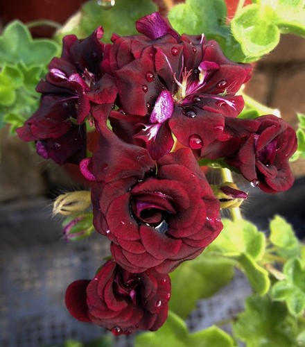  Royal Black Rose 